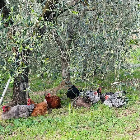 Olioealloro Pensión San Vincenzo