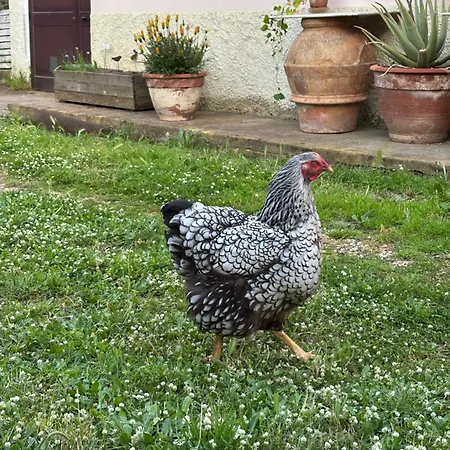 Olioealloro Pensión 3*